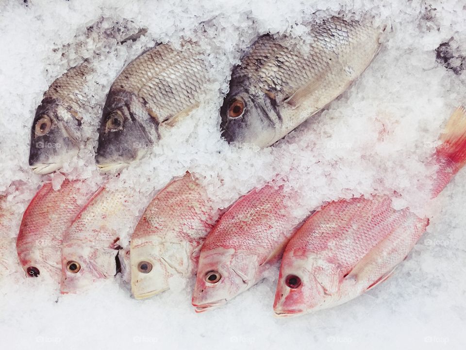 Fish, Seafood, Cold, Frozen, Food