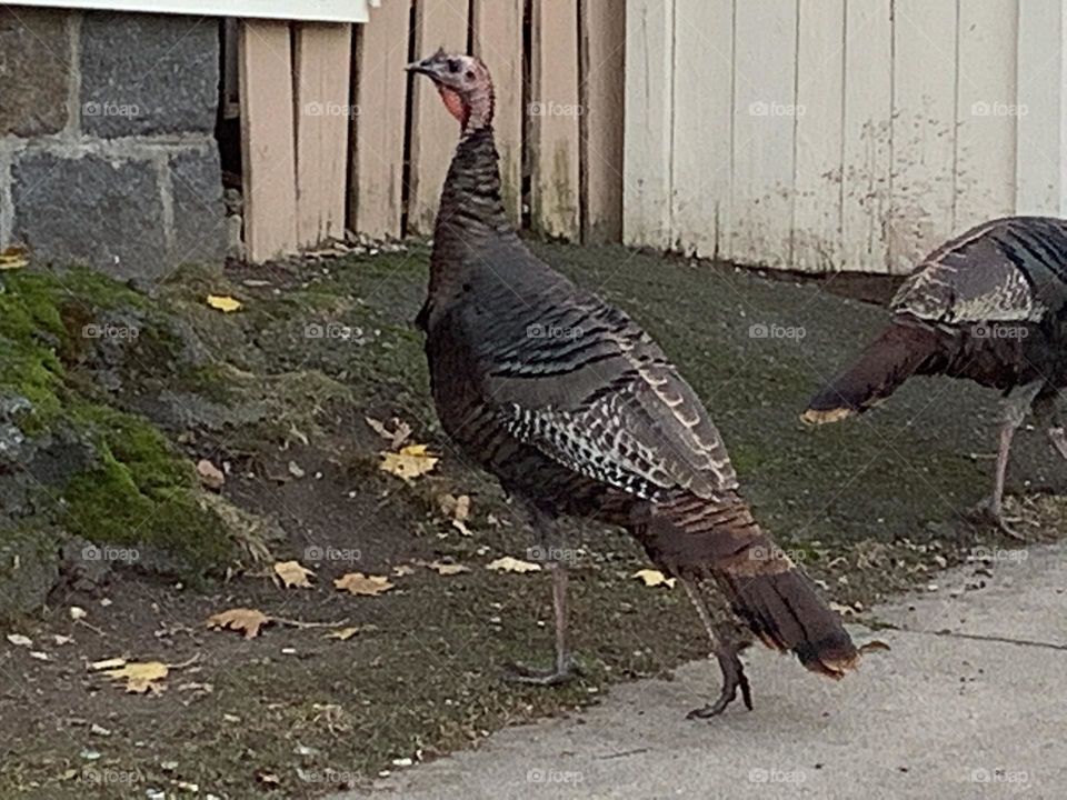 This turkey headed off on his own, presumably, to avoid the paparazzi