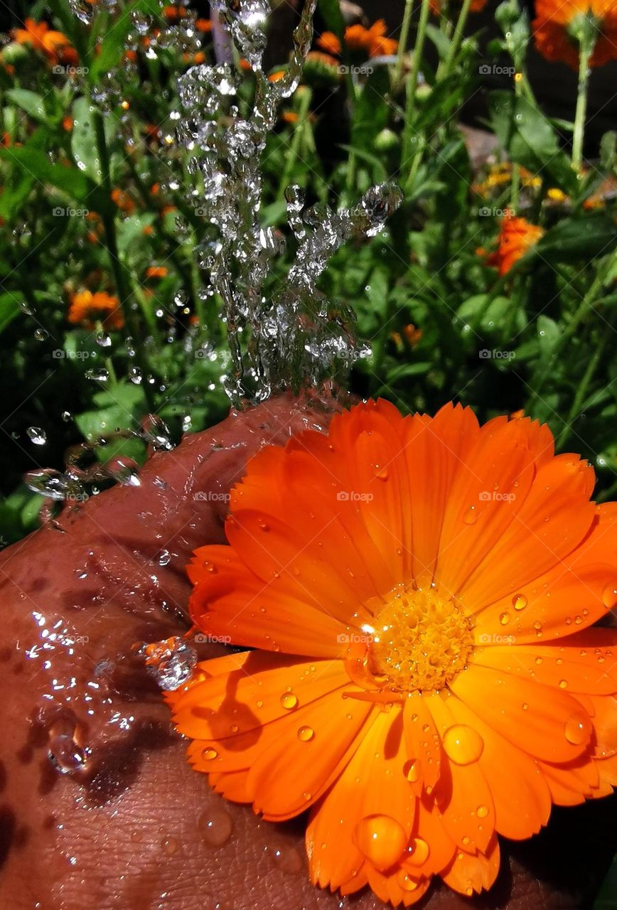 Flower flowing with water