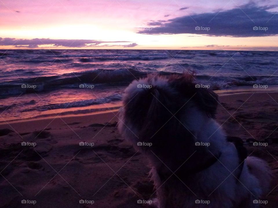 Marley Dog Gazing into the beautiful sunset. Lake Michigan 