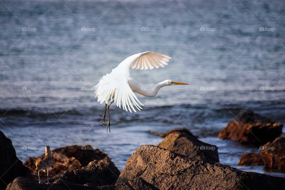 heron in the rocks