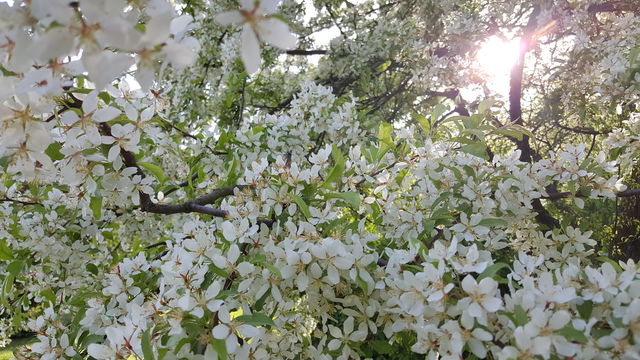 White Flower