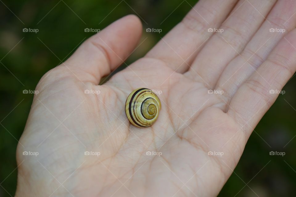 Snail, Garden, Hand, Nature, Little