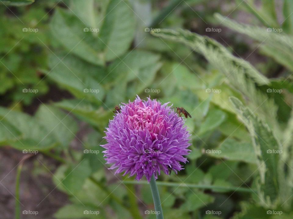 Schnittlauchblüte mit Insekten