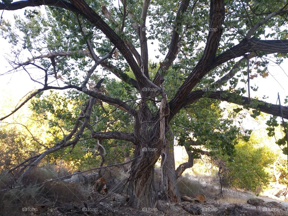 Love this old tree....my peaceful place.