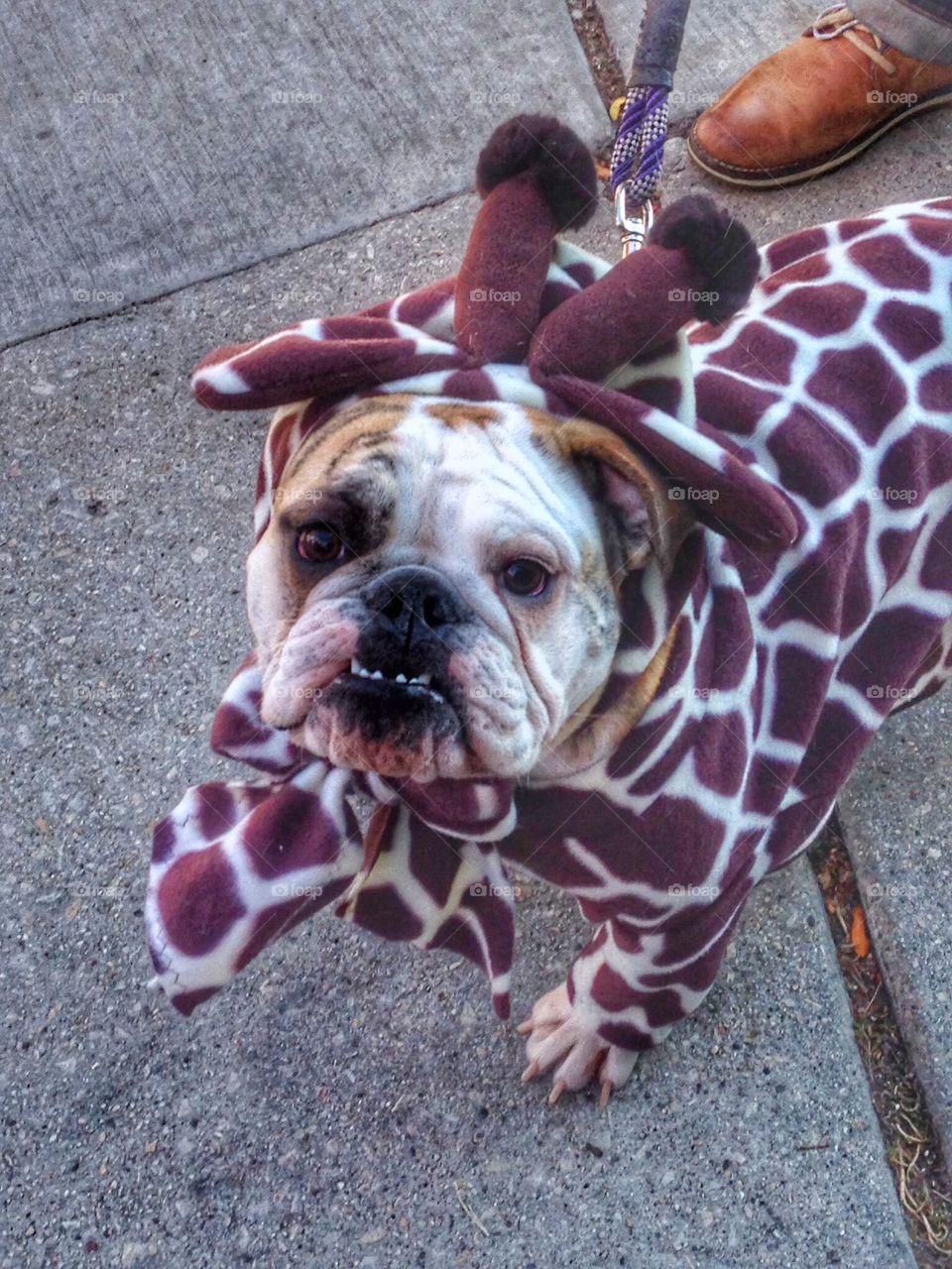 Bulldog dressed as giraffe. Halloween parade