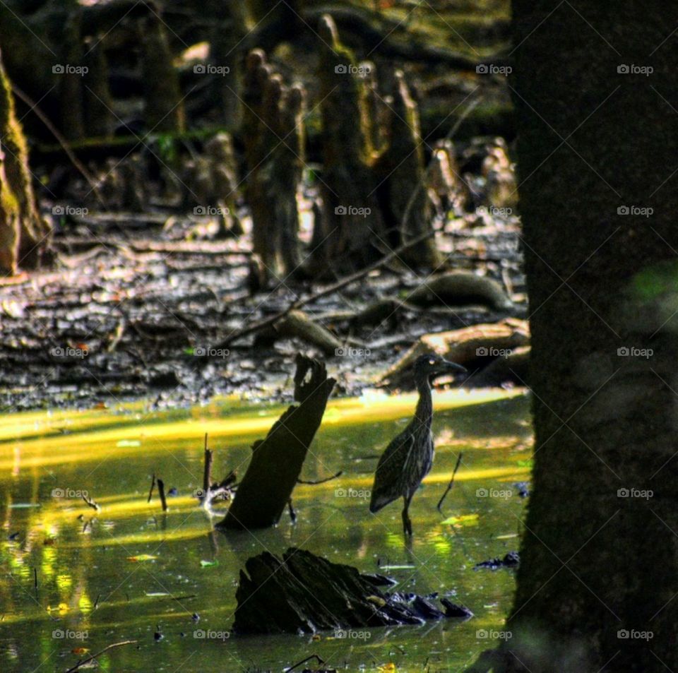 Night Heron enjoying the gloominess and dark shadow of the day in deep forest 