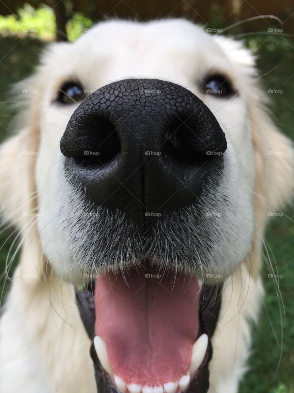 Close up of a dog