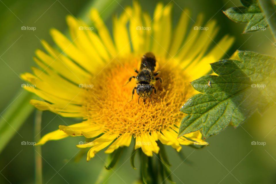 Nature, Bee, Insect, Honey, Pollen