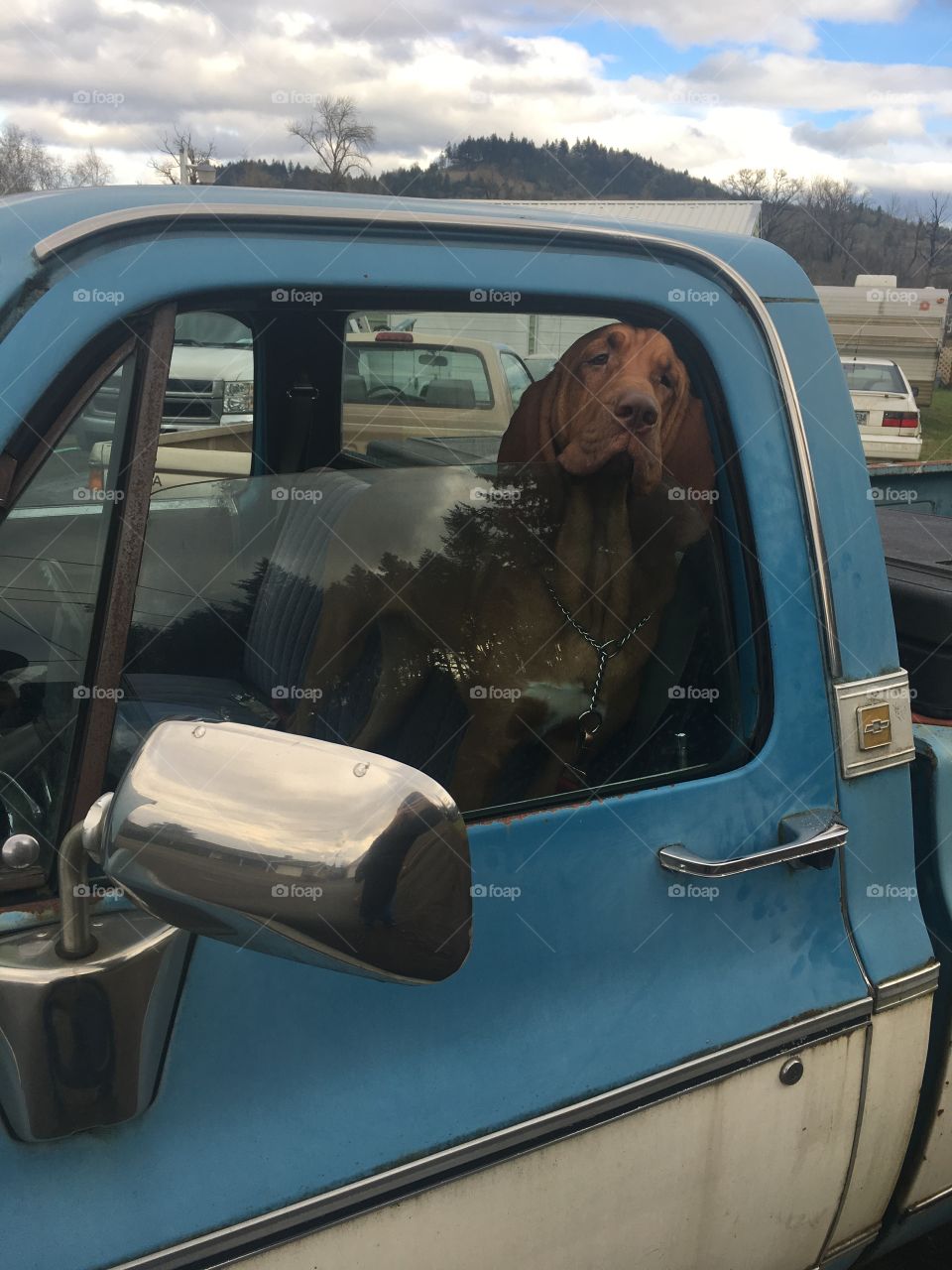 Bloodhound in truck
