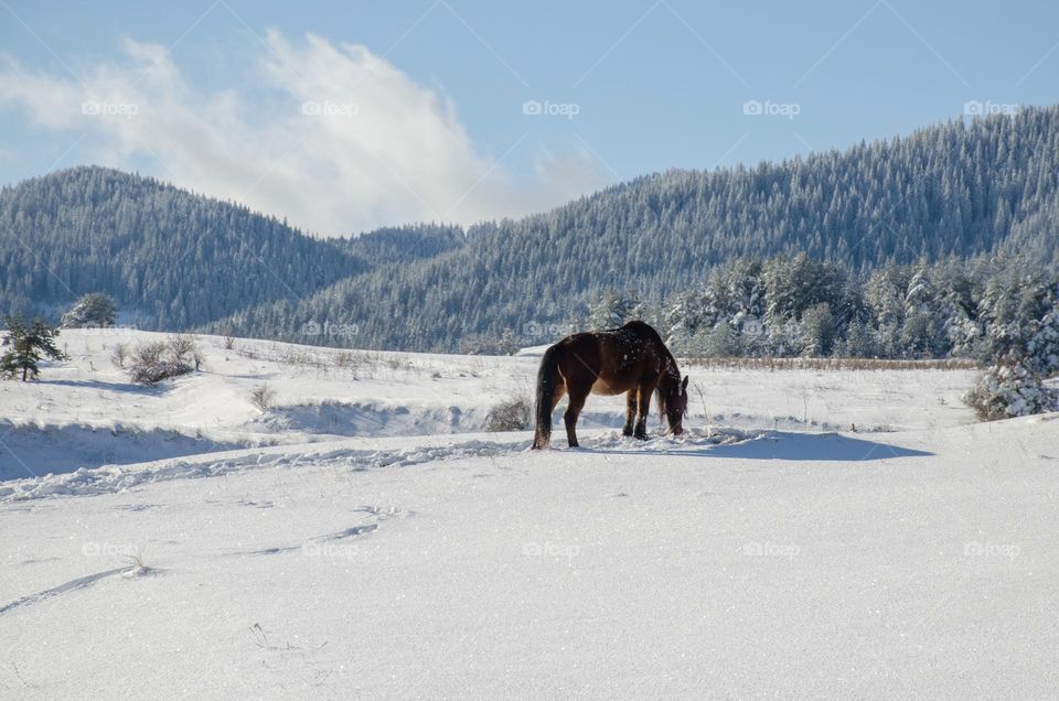 Winter landscape with hors