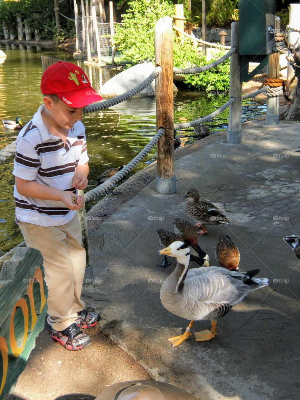 Feeding ducks