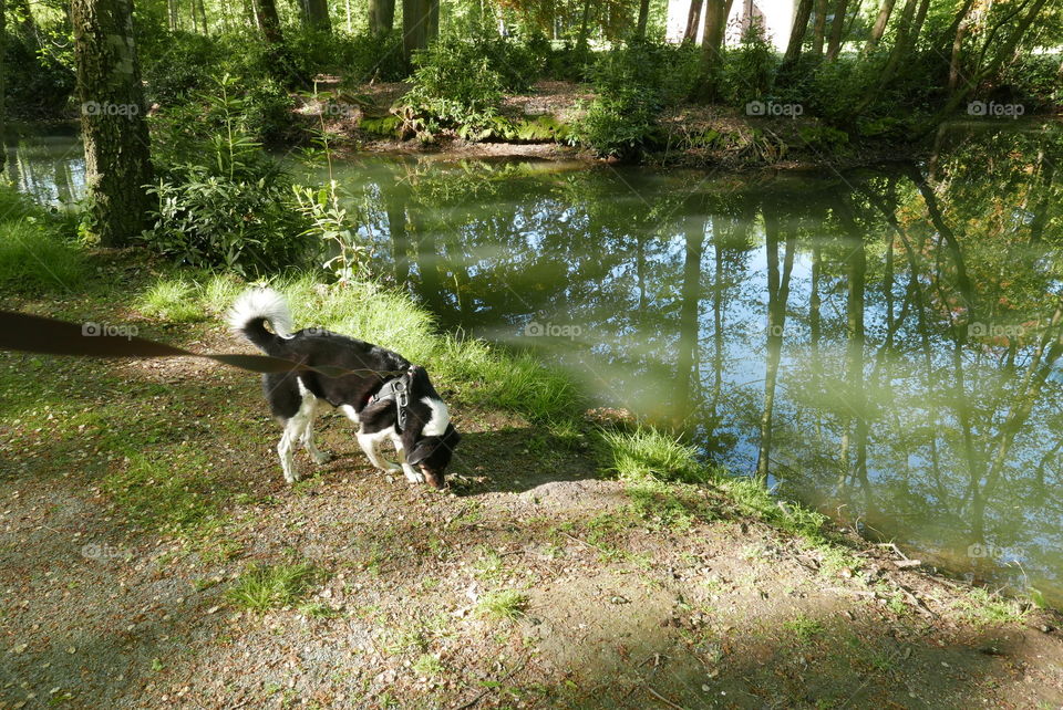 Dog in a park in Antwerp