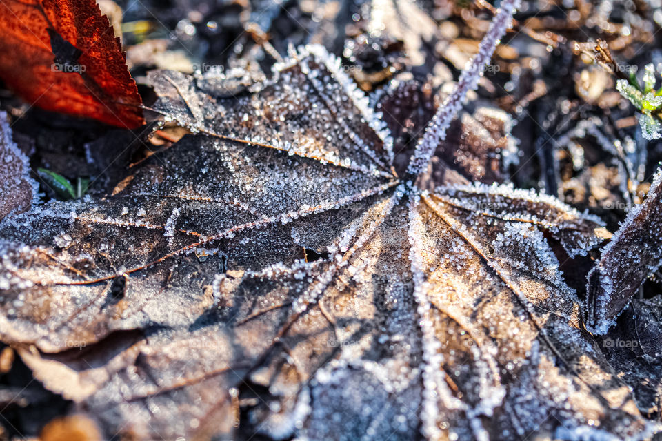 brown leaves on the ground