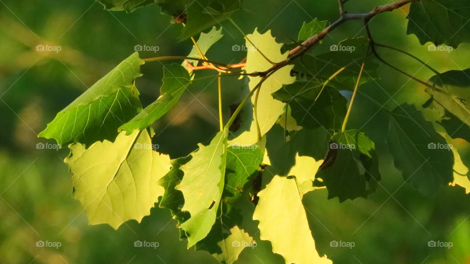 Sunset hitting the leaves and making shades of green