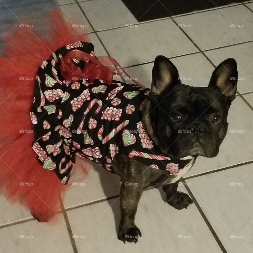 Christmas Dress. Frenchie style