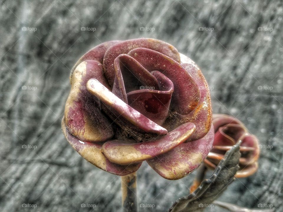 metal rose