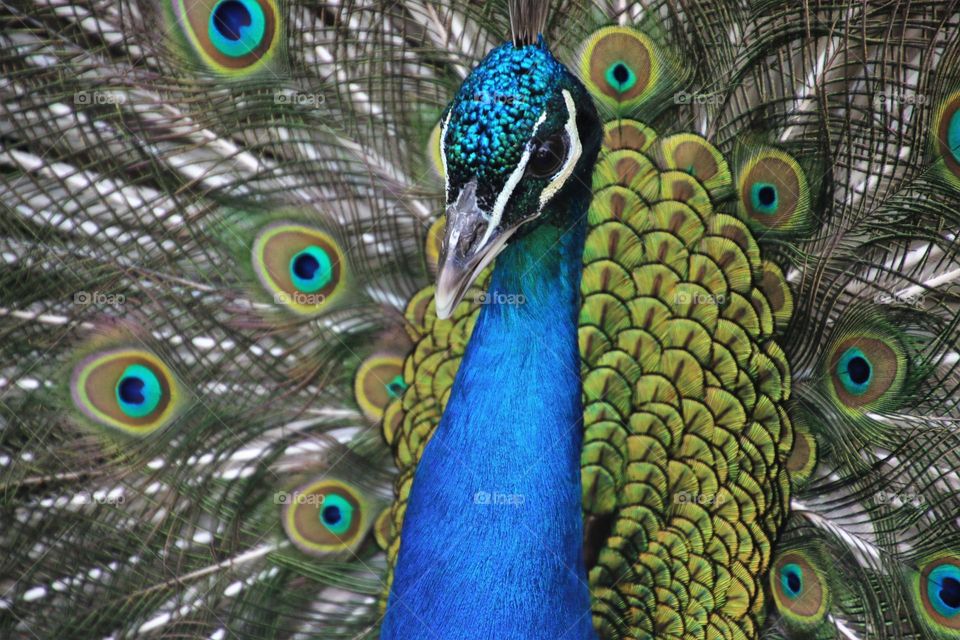 Beautiful peacock