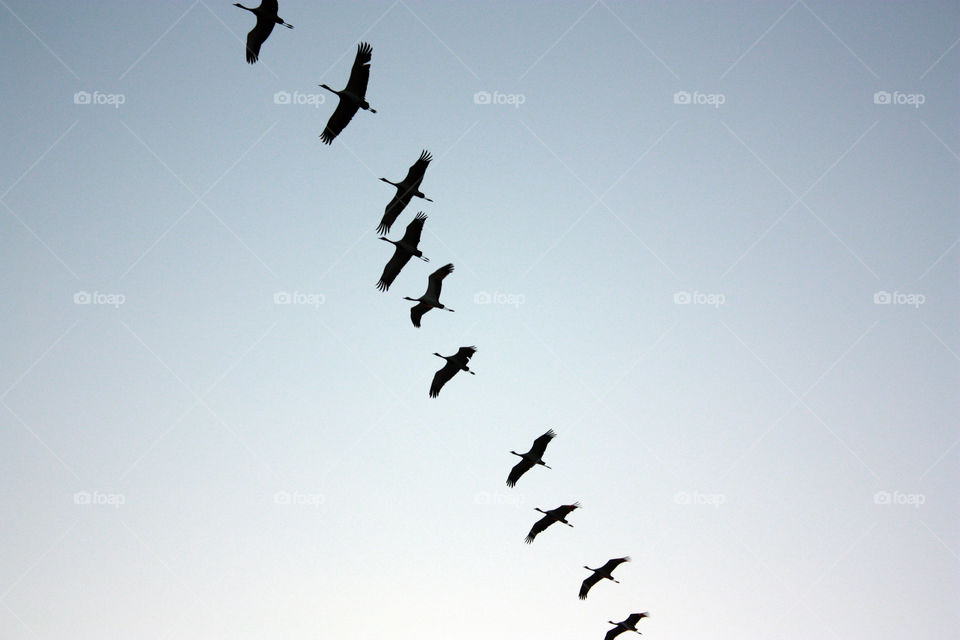 birds flying in a row