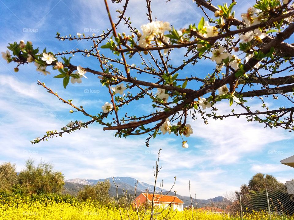 Welcome Spring🌼🌼