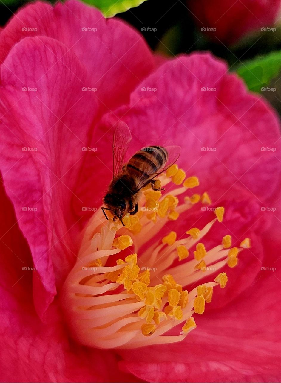 Close up on a bee feeding on the yellow pistils of a fuschia camellia in Locmiquélic
