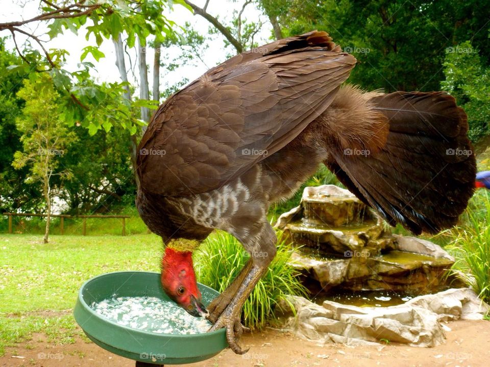Wild turkey stealing food. Brisbane Australia 