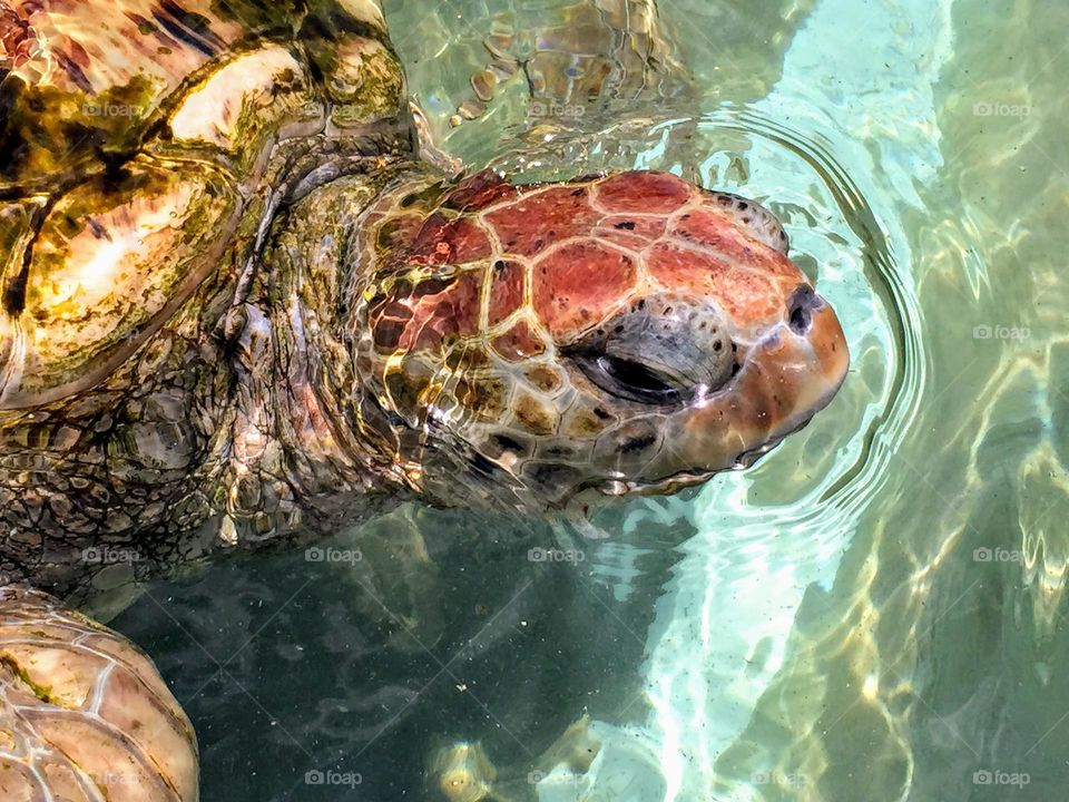  Close-up portret of the Sea Turtle in Cayman Turtle Centre