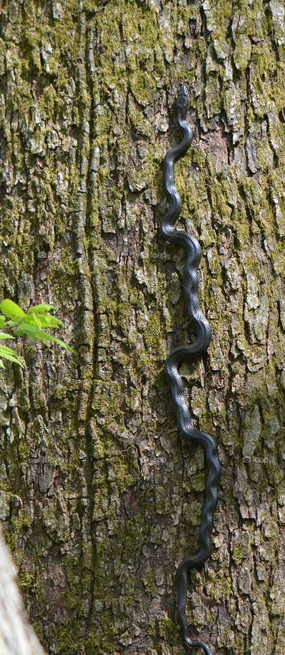 Black snake climbing a tree. Eastern Rat Snake climbing a tree