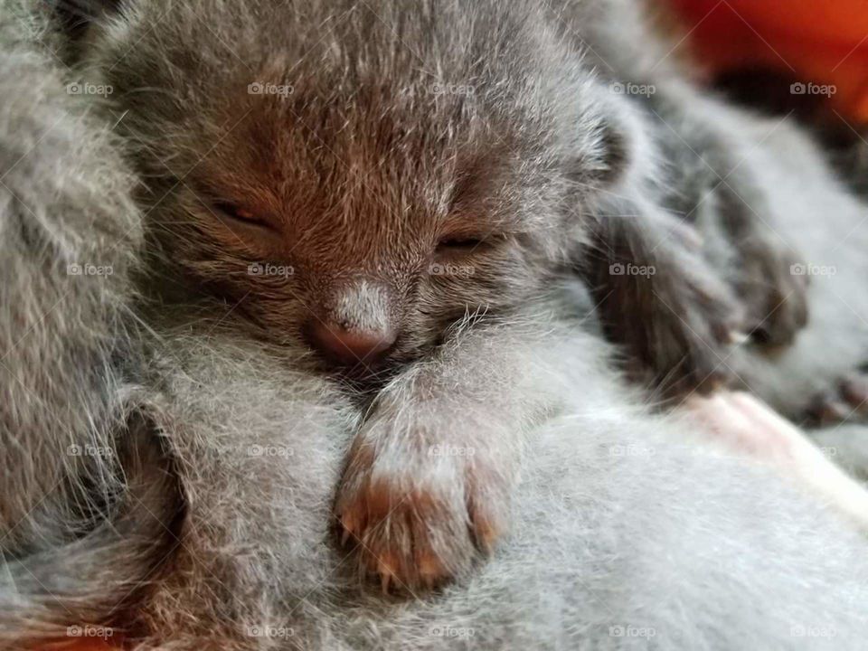 Tiny foster kitten clings to litter mates for warmth.
