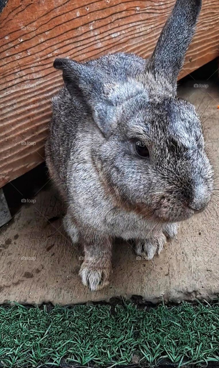 Cute rabbit sitting on the ground