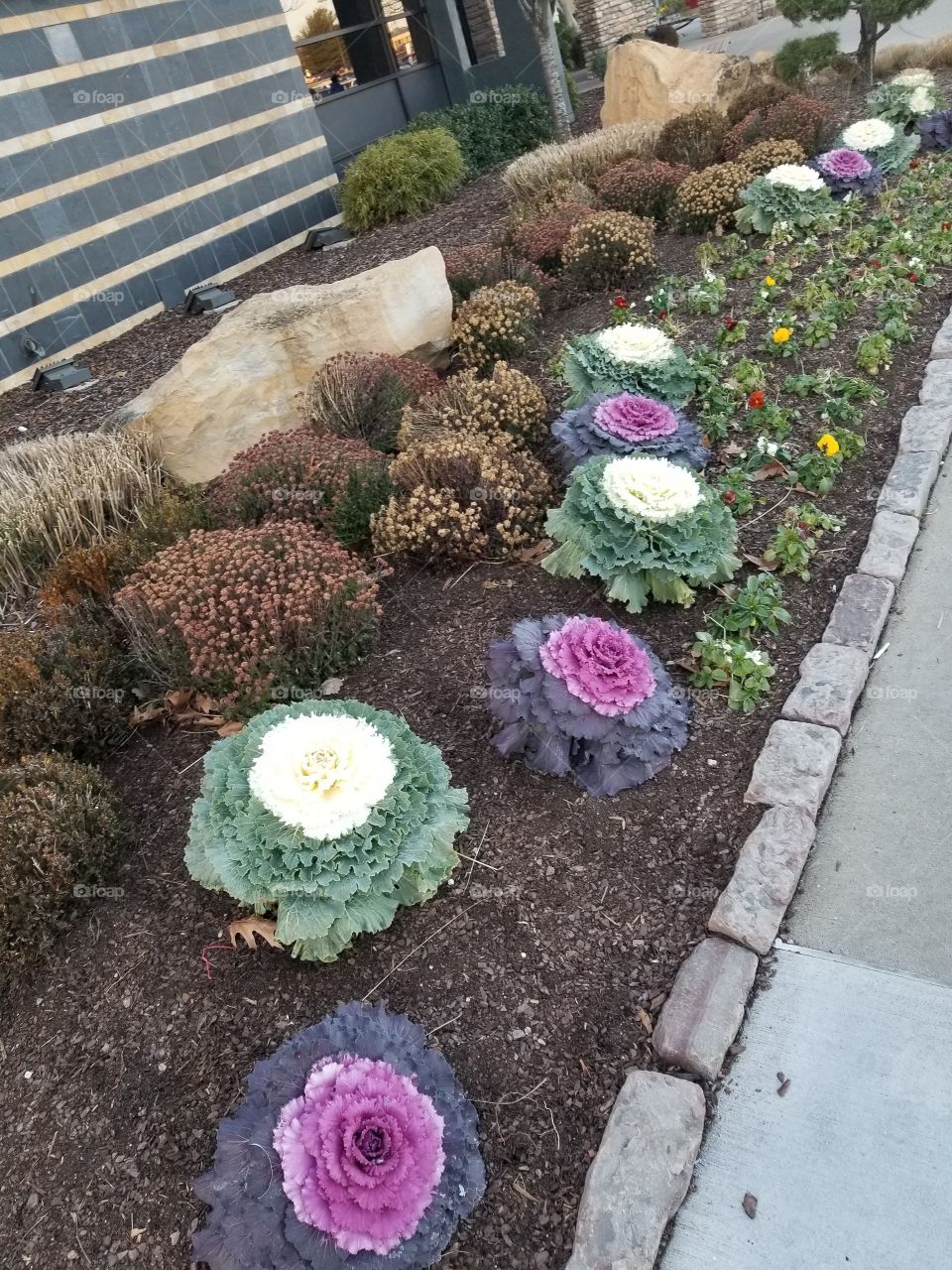 Flower, Garden, Flora, Rose, Nature