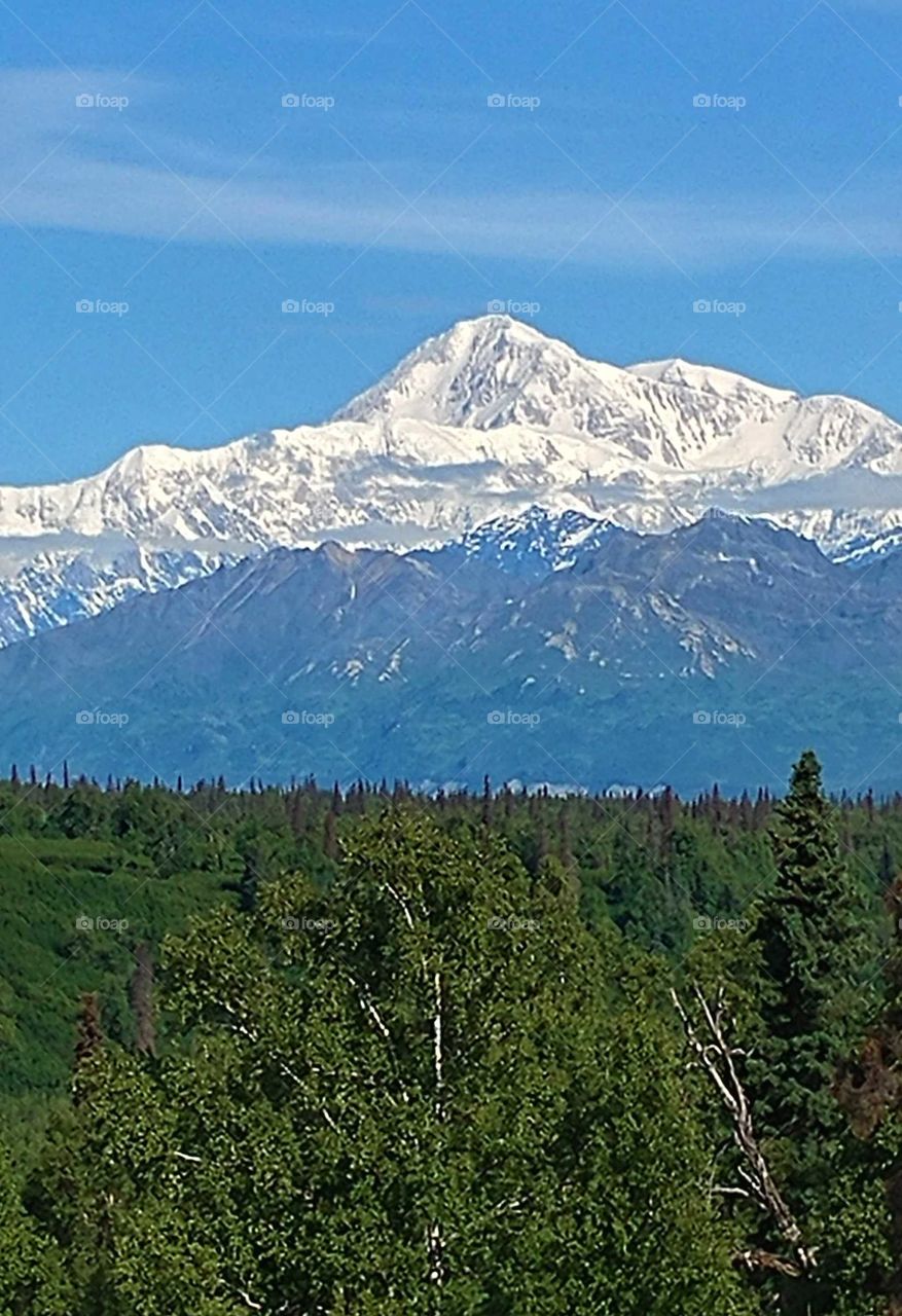Clear, sky blue day for a view of Mt Denali towering 20,000.ft above sea level.