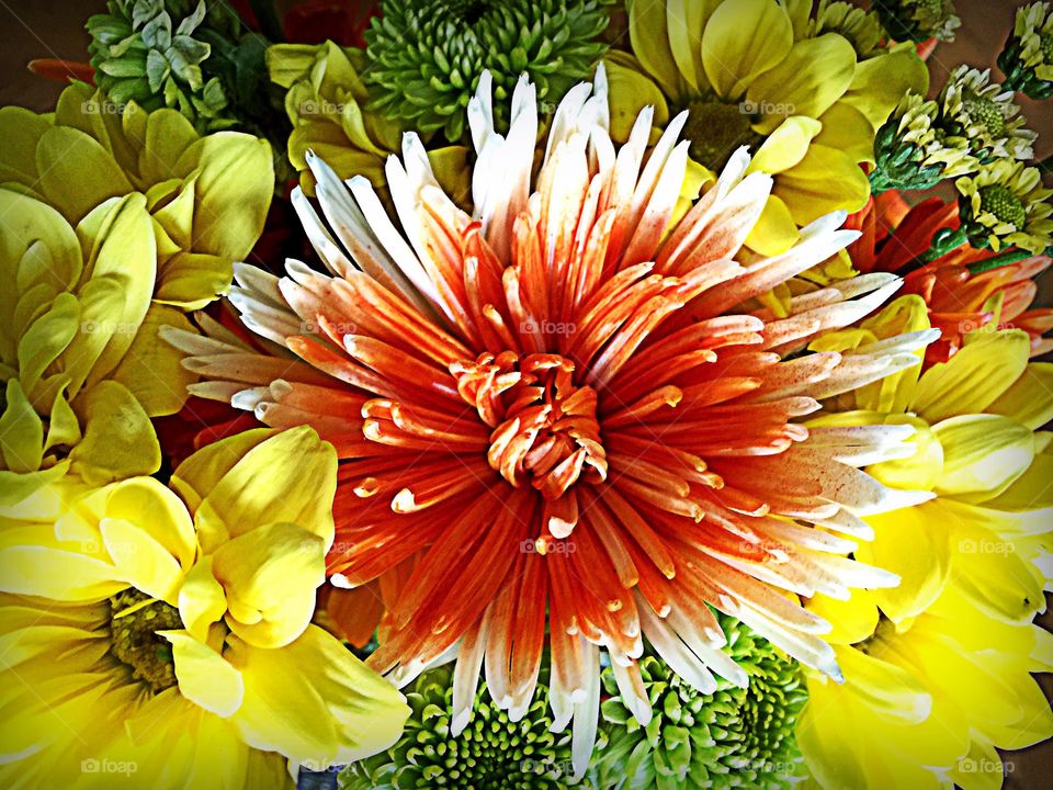 Multicolored flowers . Multicolored flowers