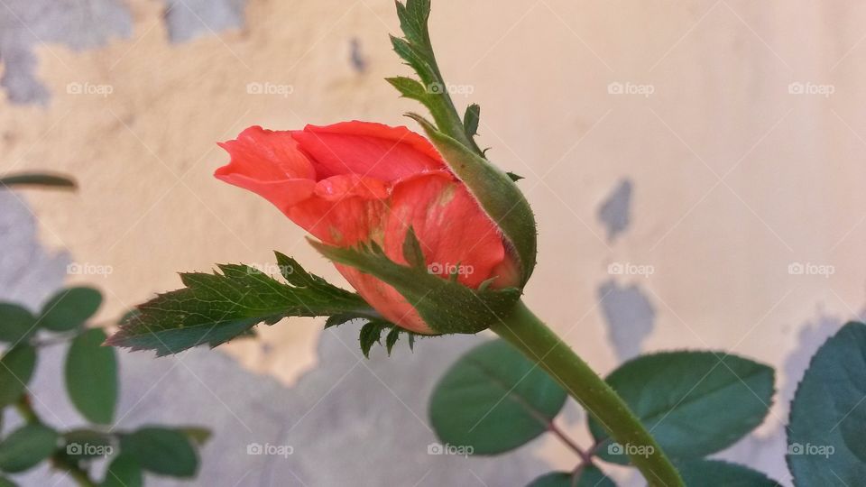 Birth of a rose