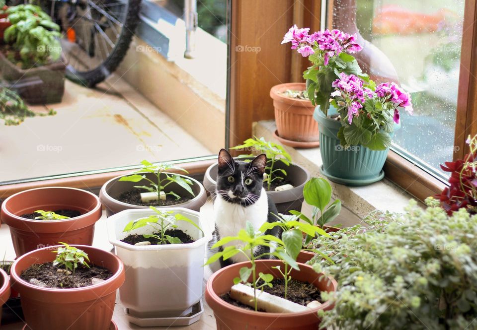 House plants and a cat