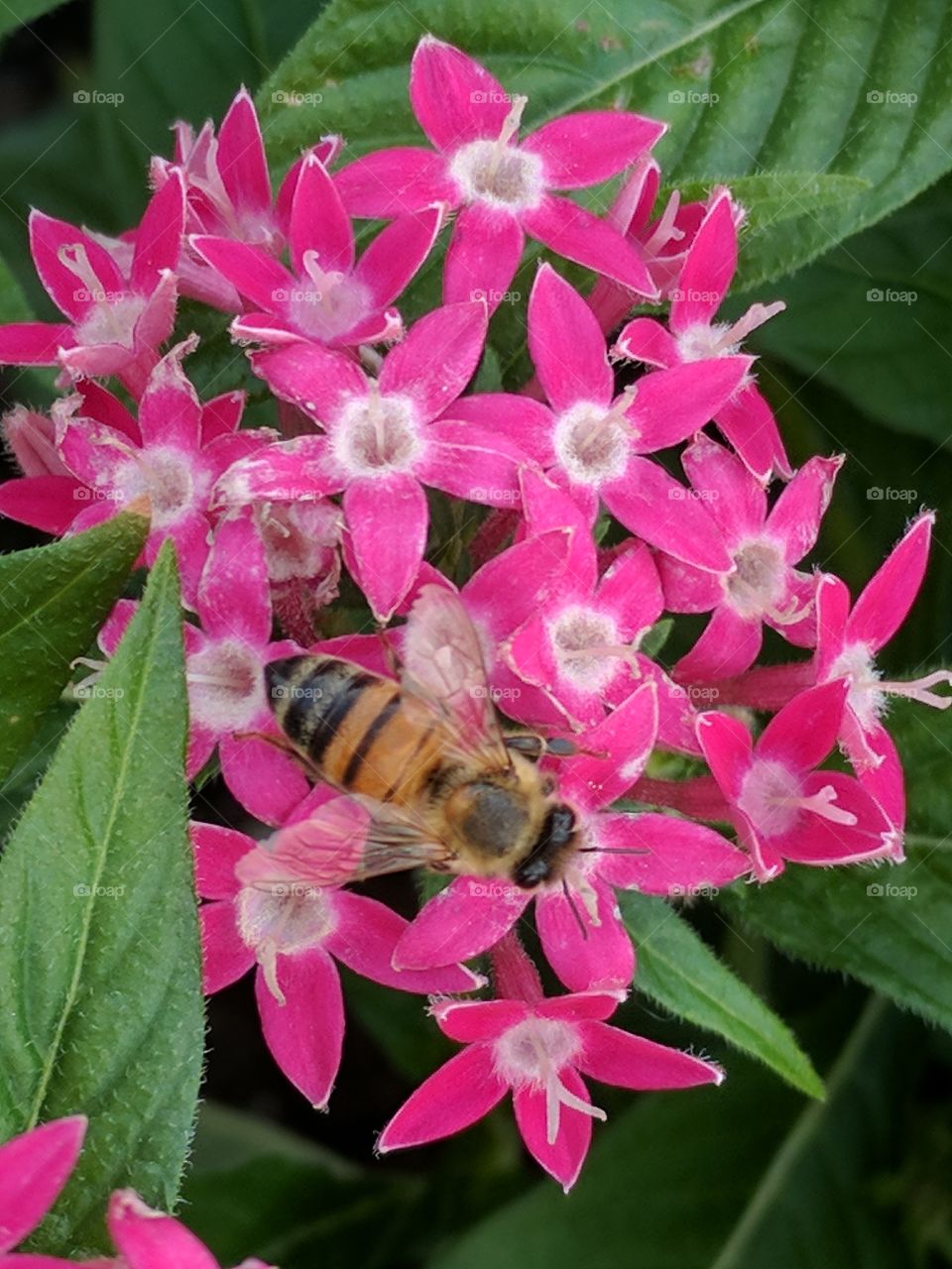 pentas being pollinated