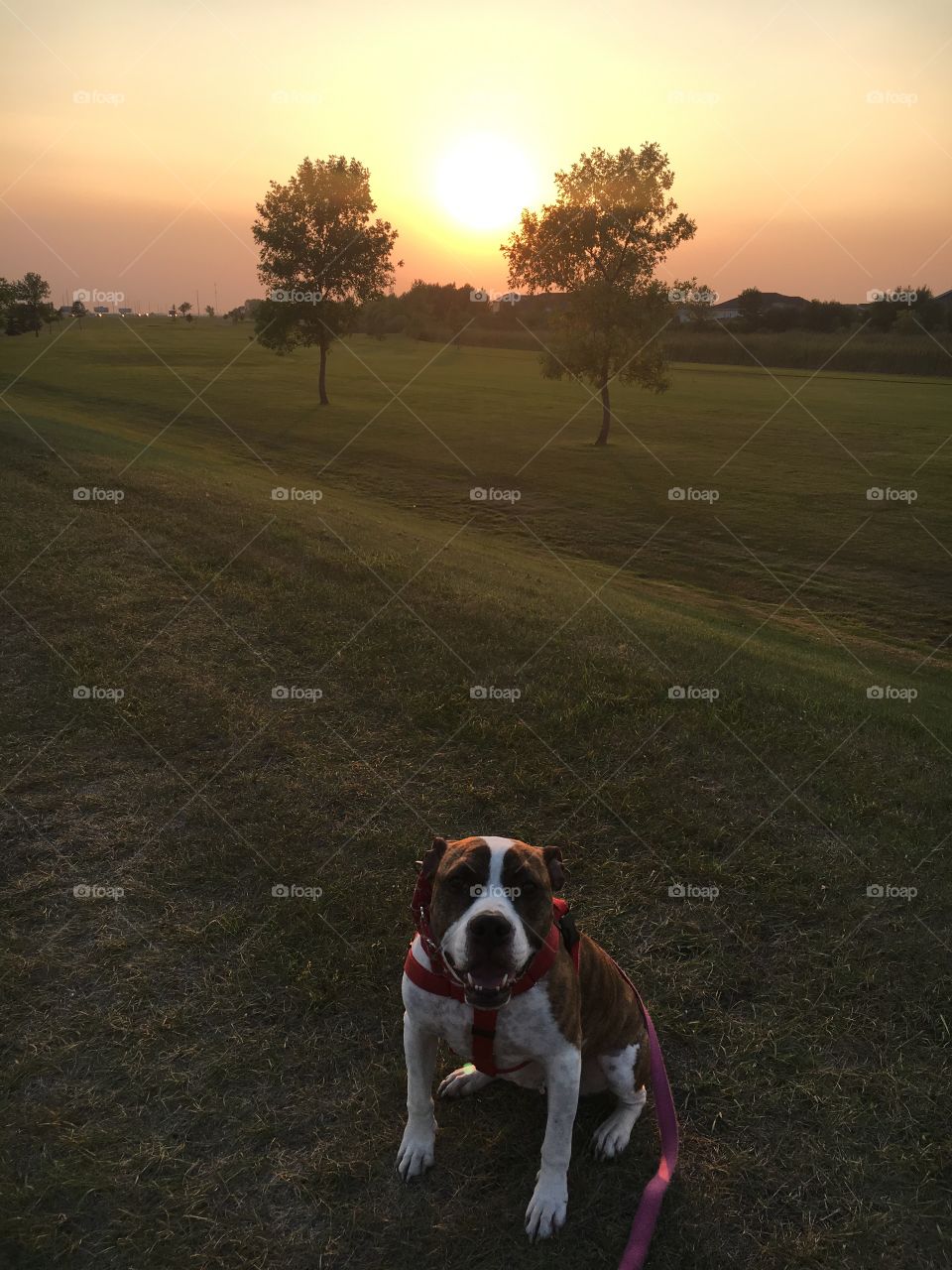 Paradise! Cute boxer pit dog mix at sunset on the golf course. Green field and orange sky. 