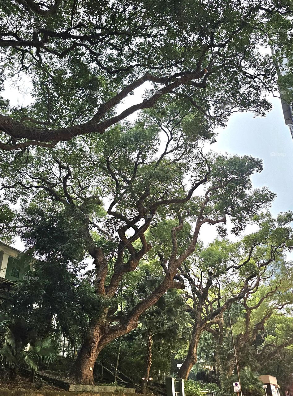 Trees at Kowloon Park, TST, Hong Kong