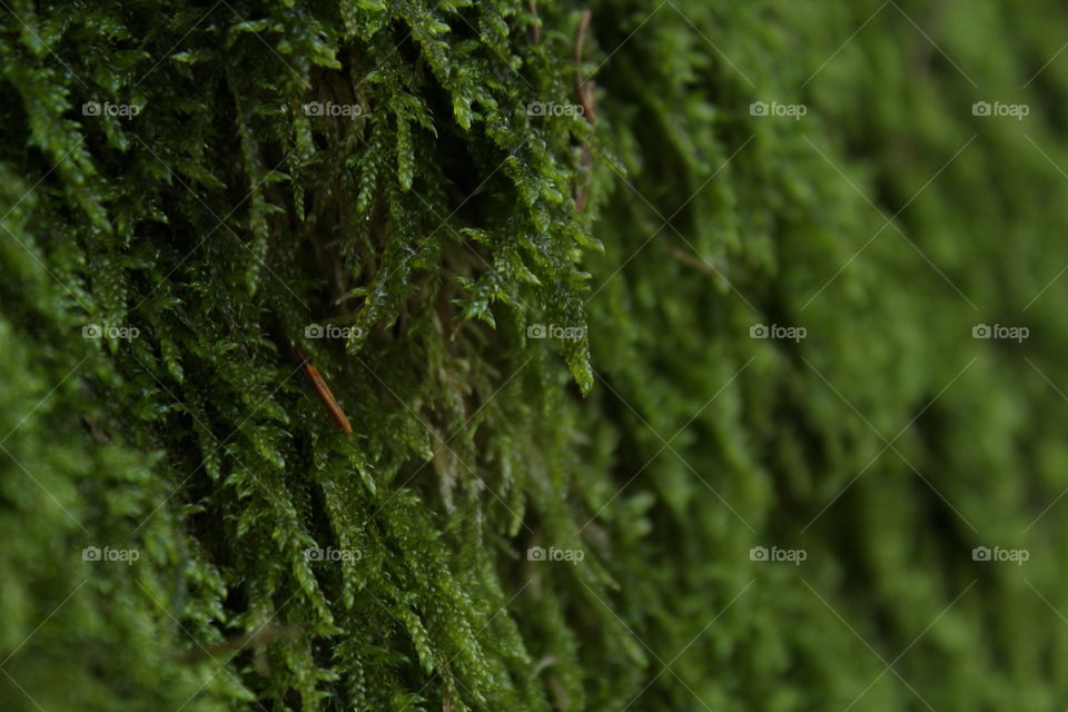 Close-up of tree branch