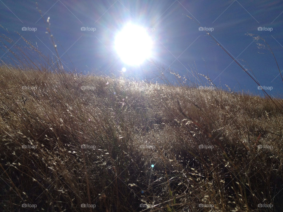meadow grass sun desert by psa