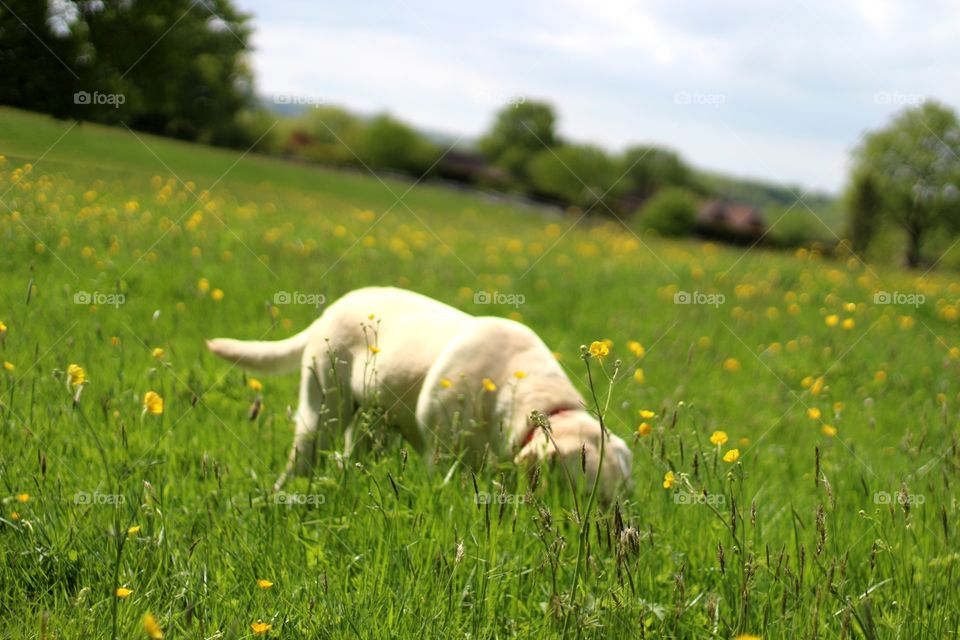 Buttercups