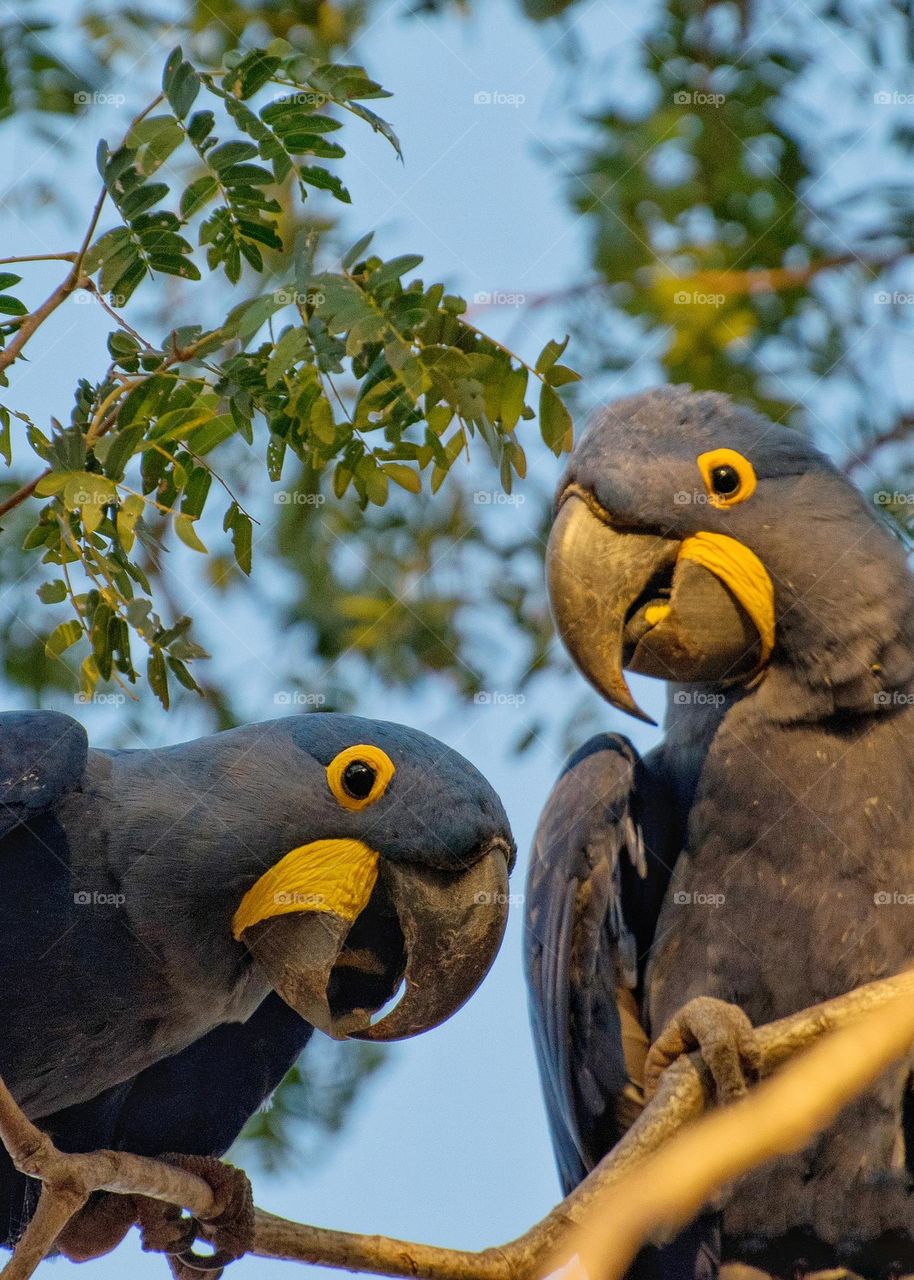 Casal de Araras Azuis Grande, espécie que escolhe seu par e com ele vive para sempre.