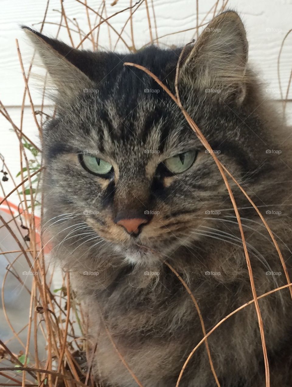 Cat in flower pot