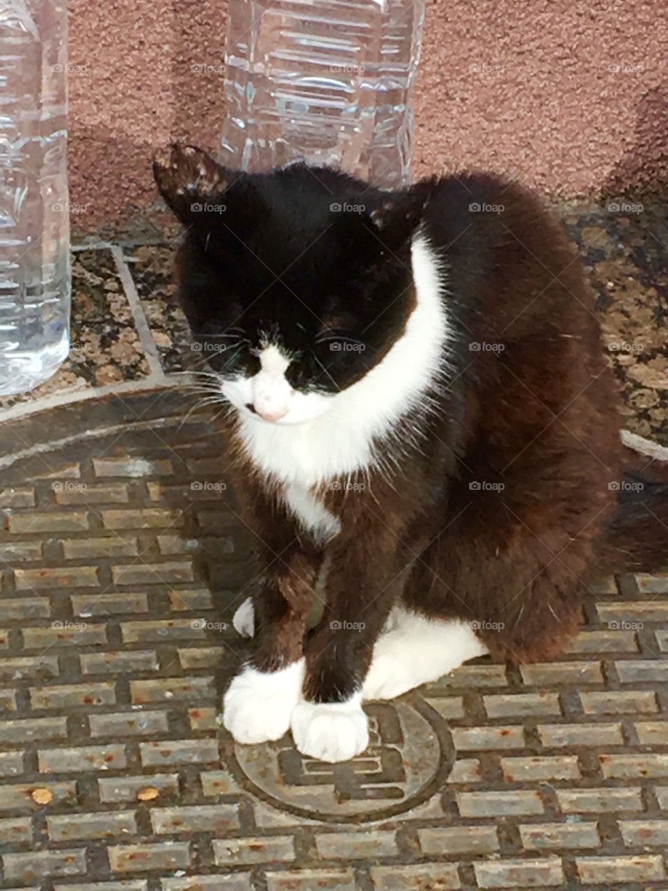 Stray cat sitting in the sun. 