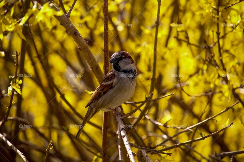 Sparrow at the yellow blooming tree