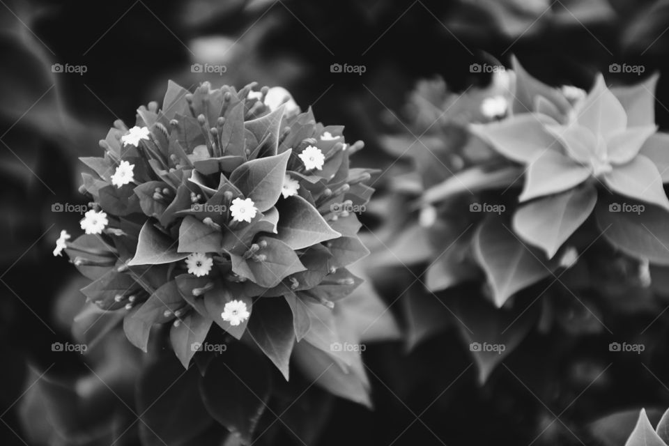 Bougainvillea flowers blossoming black and white