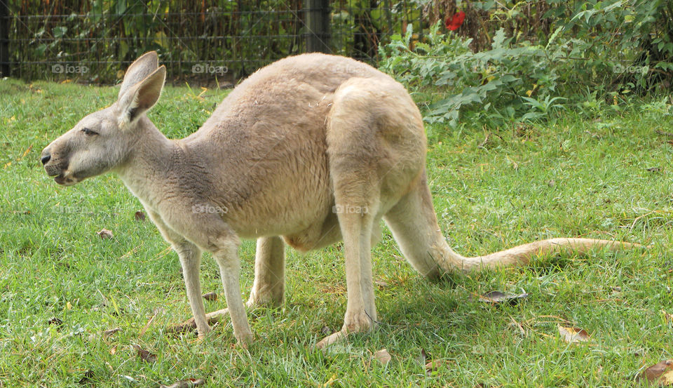 Kangaroo at ready