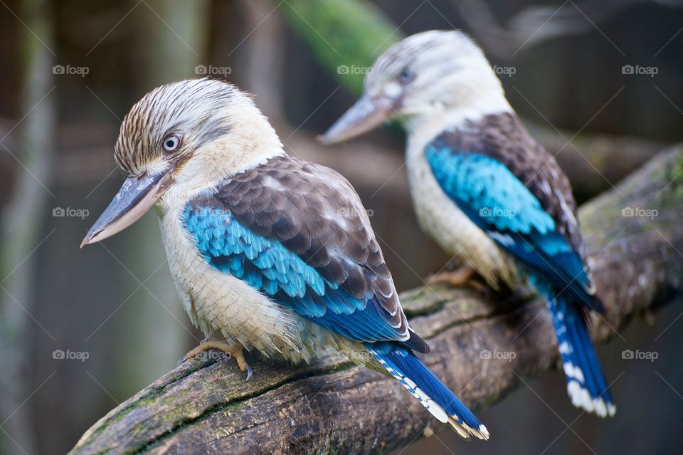 Blue Winged Kookaburras