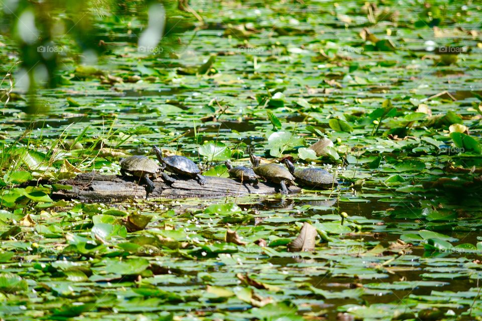 Turtles on a log in a pond in the woods with lily pads