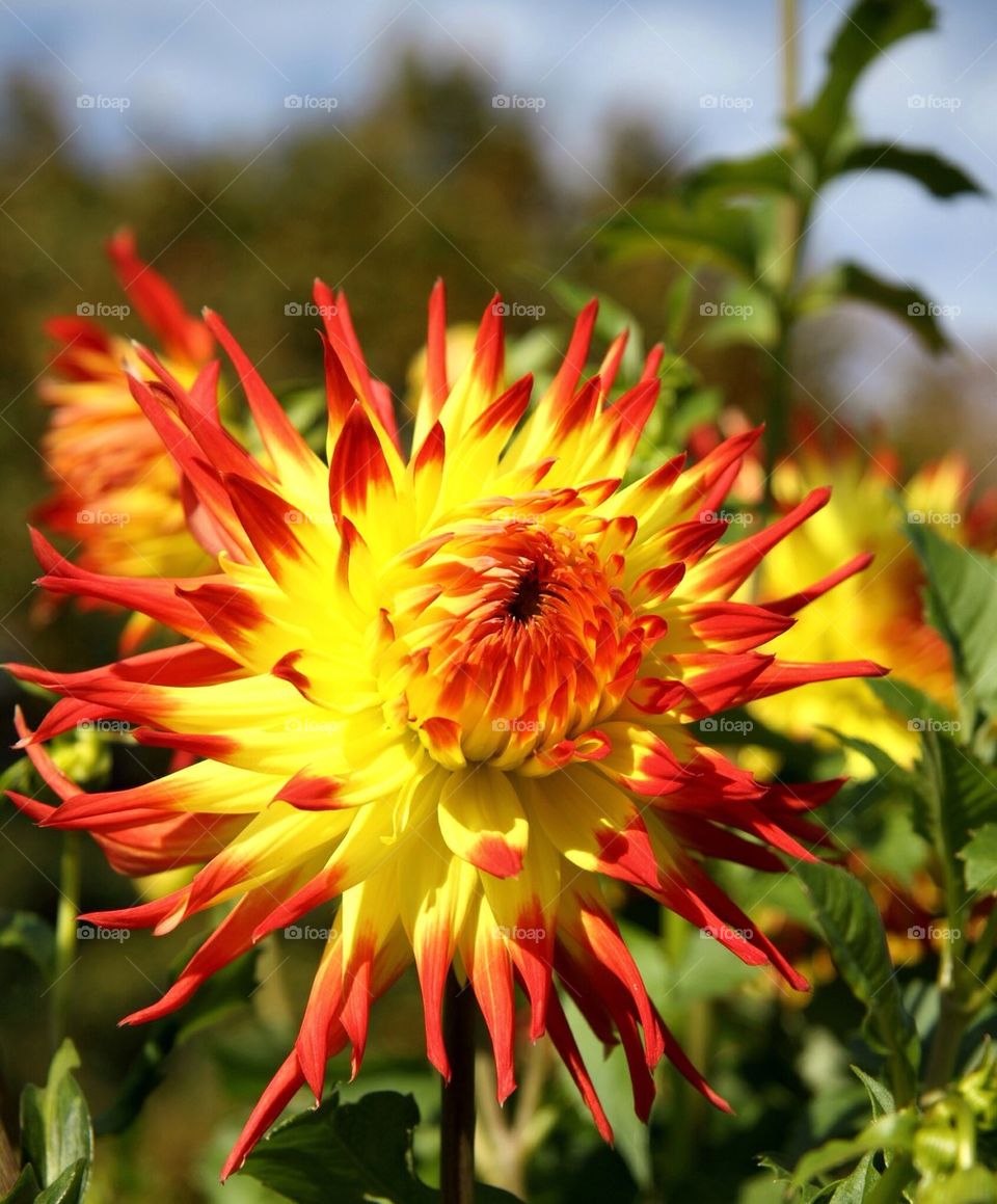 Dahlia flower in bloom